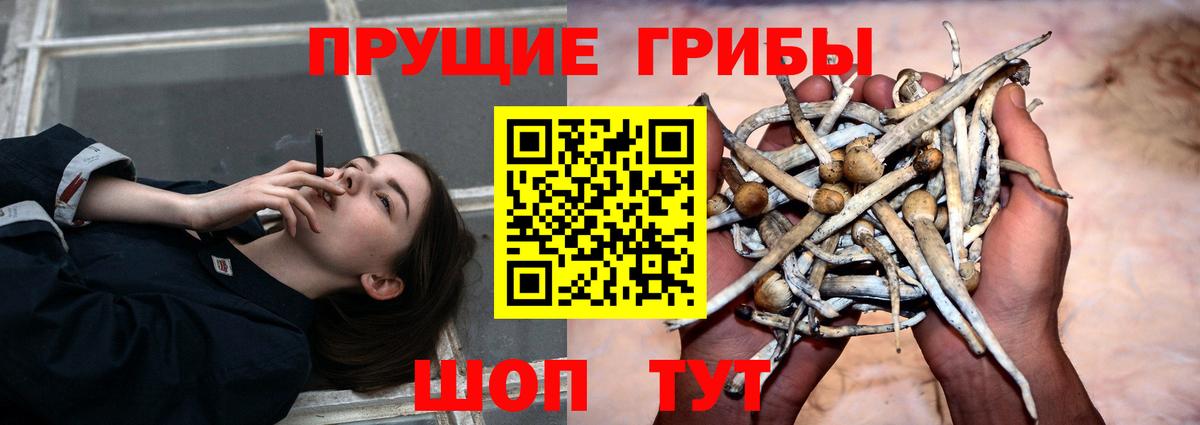 Галлюциногенные грибы GOLDEN TEACHER  Вход с VPN  Касимов  Псилоцибиновые грибы Psilocybe 